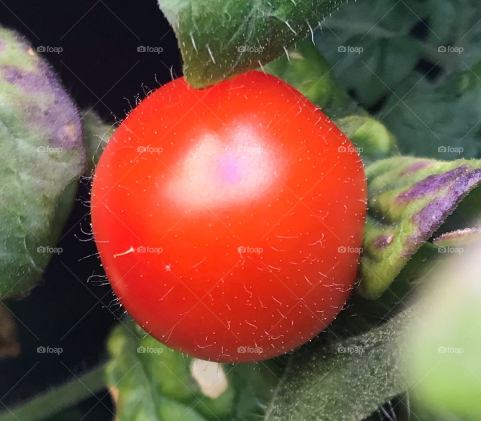 Pretty little red tomato 