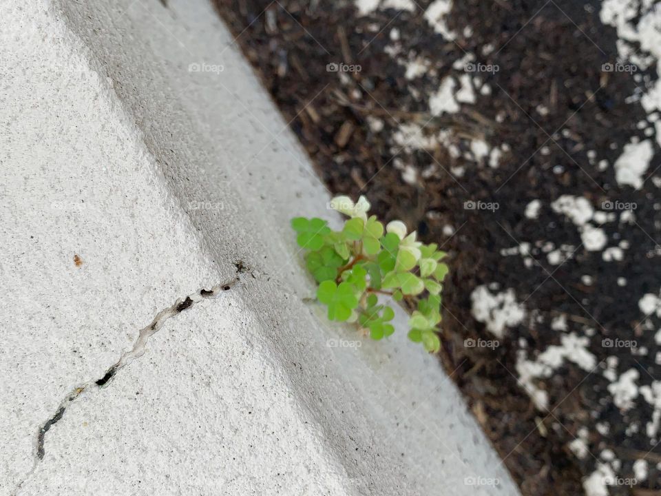 Clovers Cracked The Concrete Growing In An Almost Impossible Unexpected Place For How Tiny And Fragile This Plant Is.