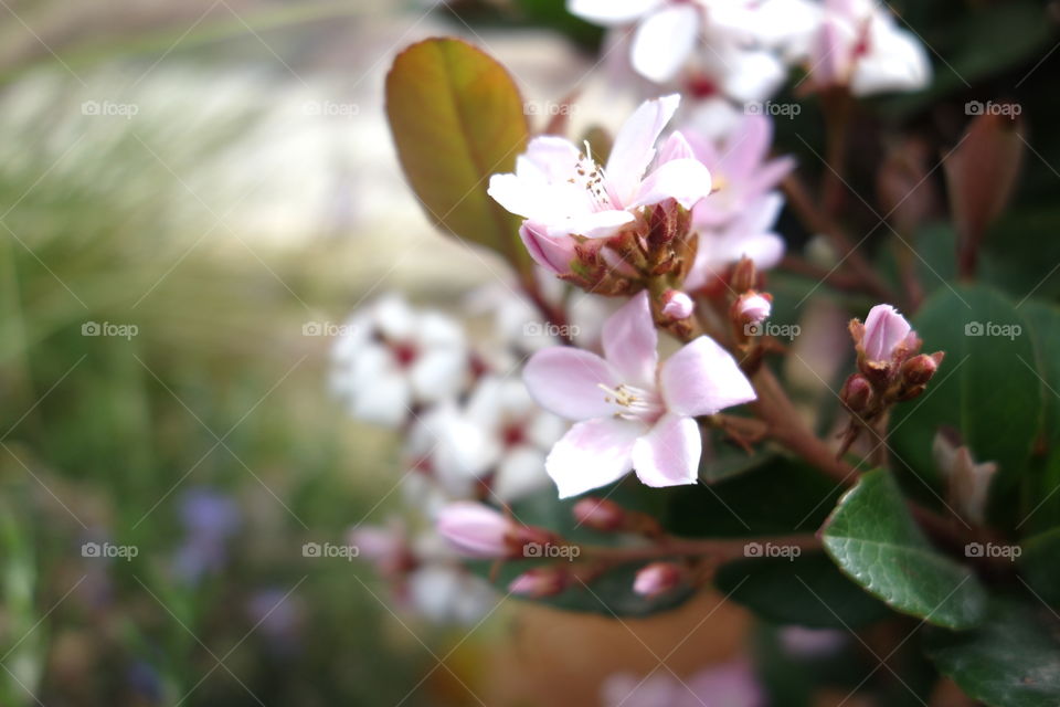 plant in the garden