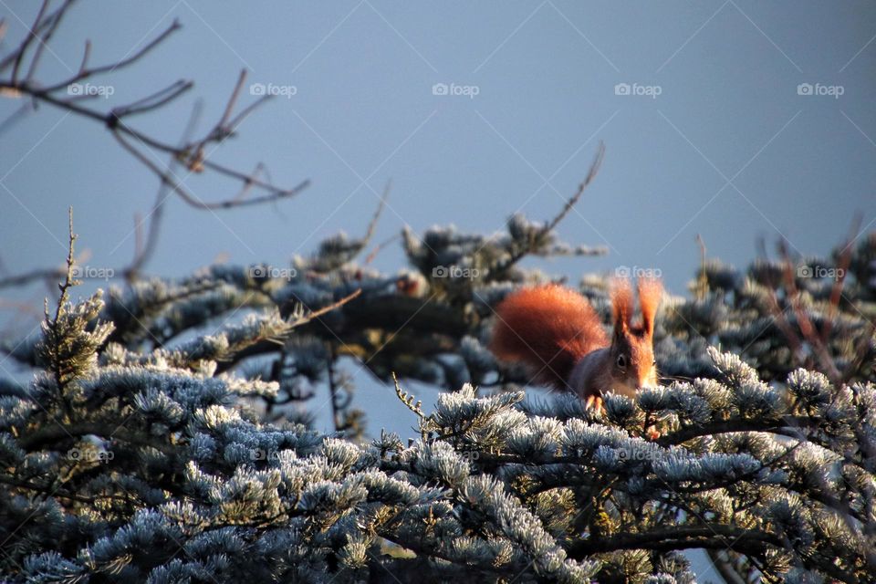 A red squirrel nibbles on the frozen branch of a green fir tree under blue sky 