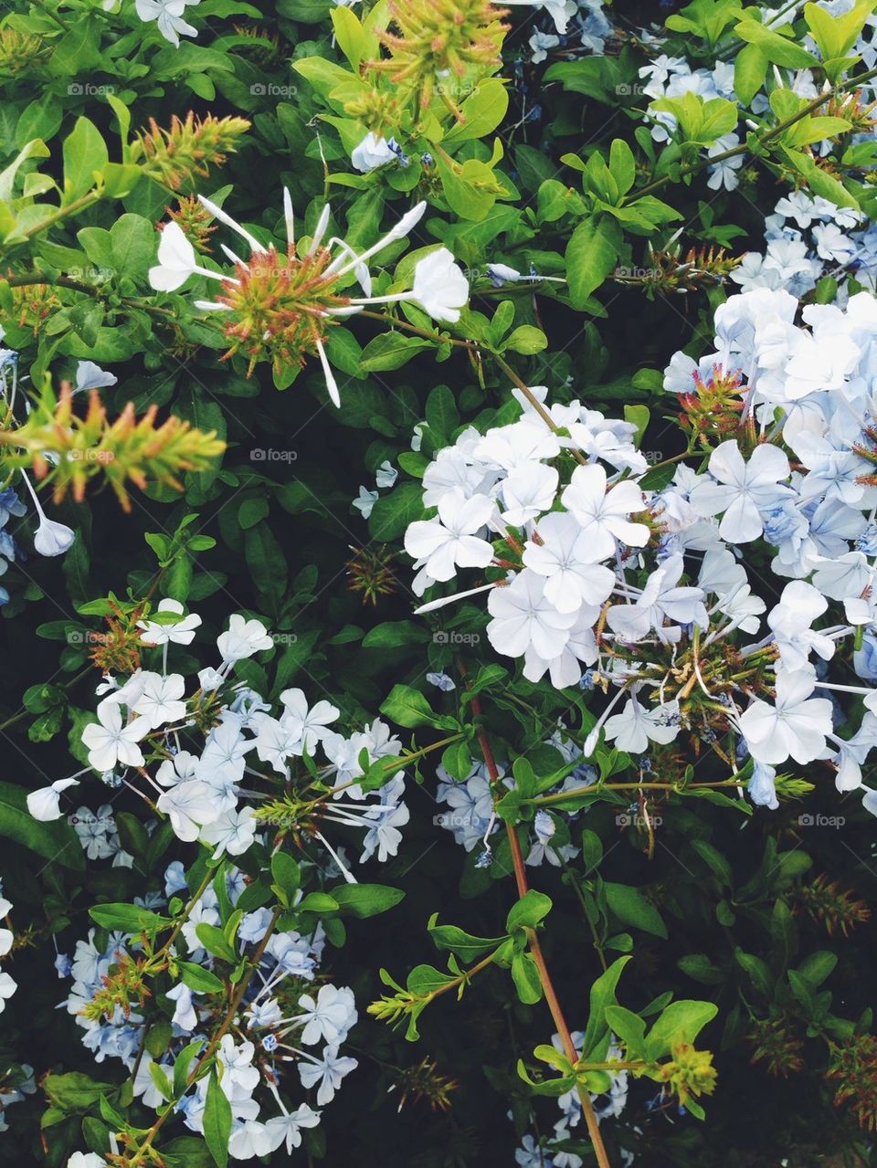 White flowers