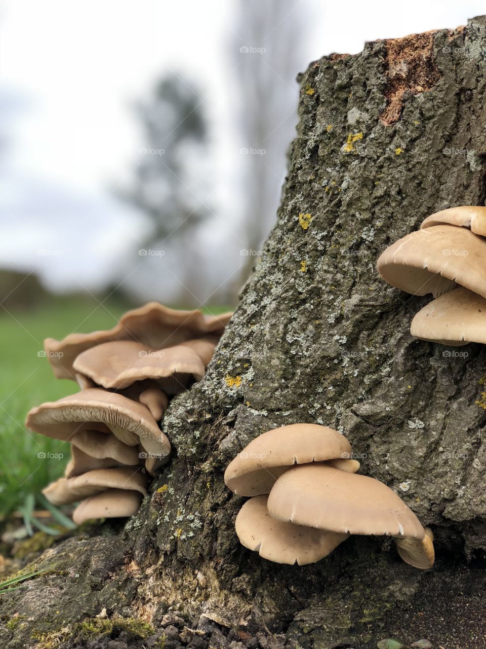 Spring Mushroom Growing Out Of A Tree Stump