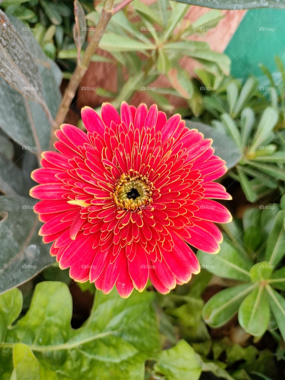 Beautiful Flowers In Go Green Cantast