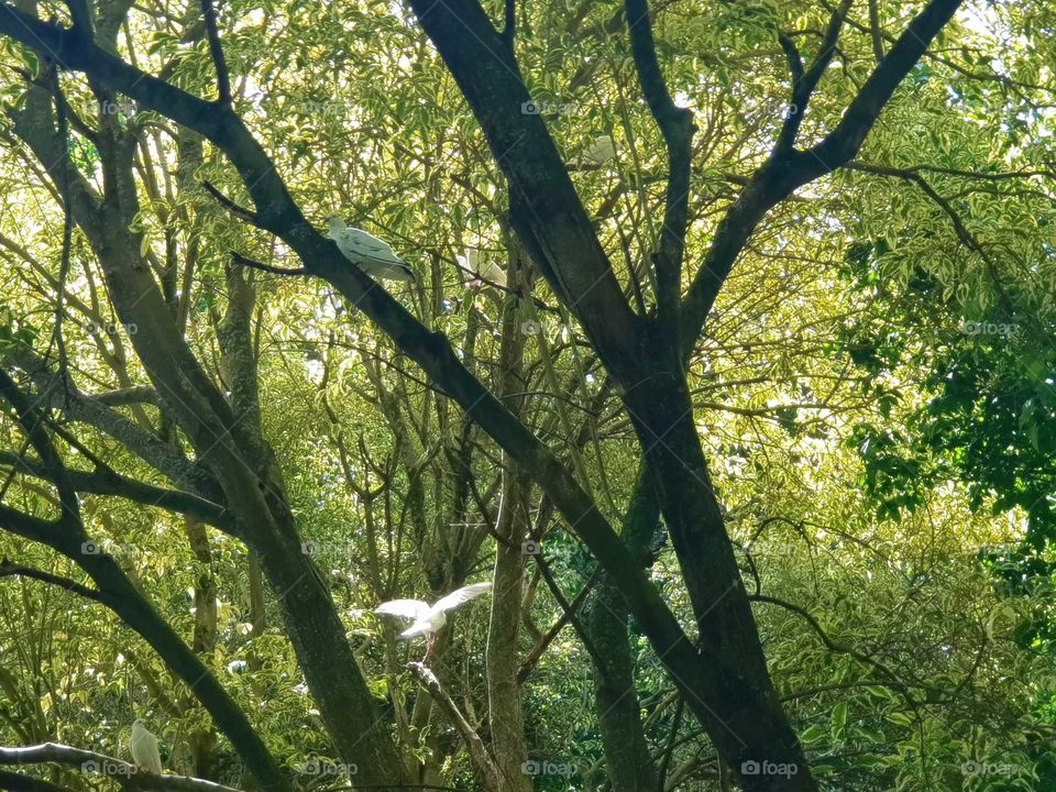 Some more doves and pigeons. Enjoying the day flying around high up in the trees at the botanical gardens. Napier.