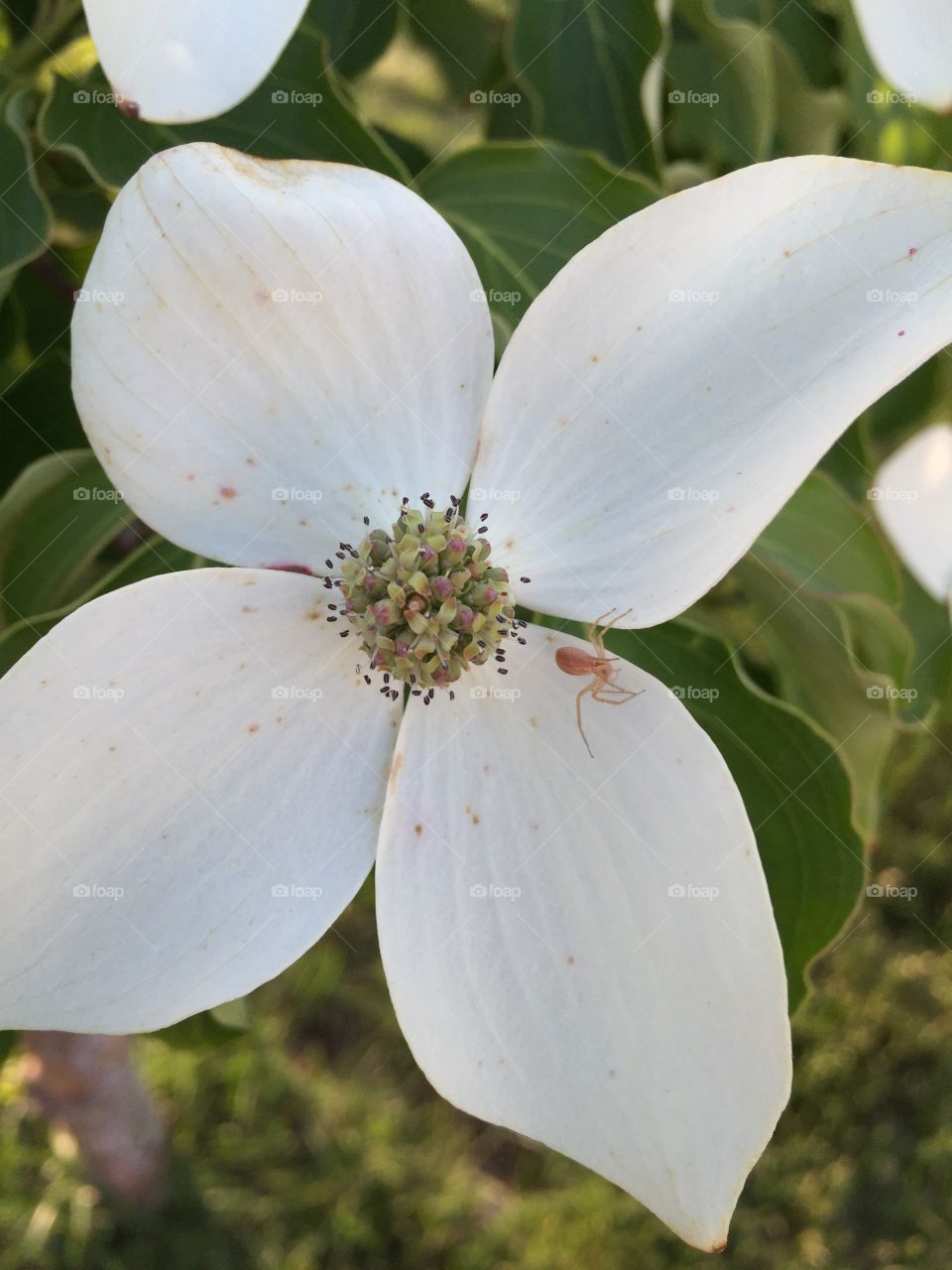 Spiders Hangout. Japanese Dogwood flower in my yard with a tiny spider on it. 