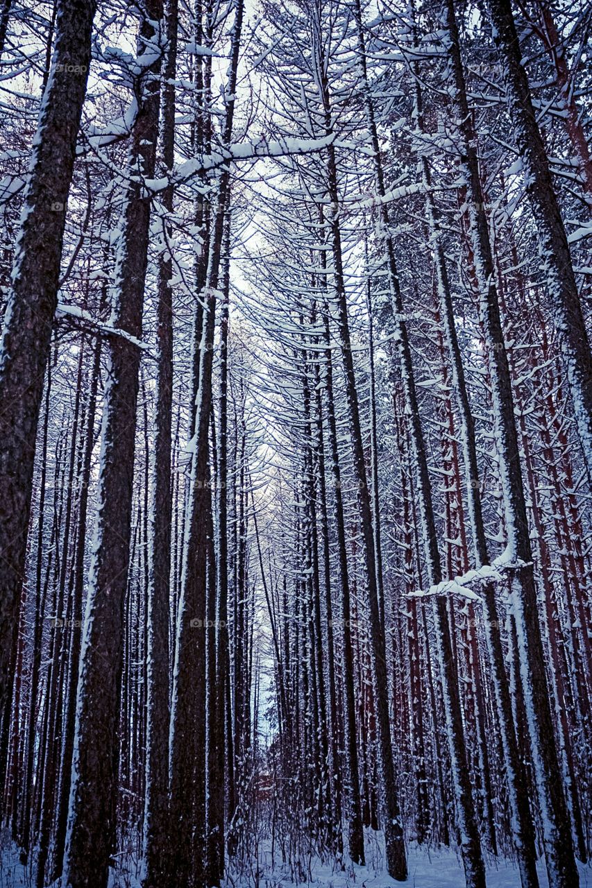 Winter wood