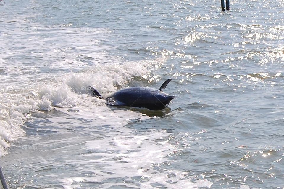 Dolphin spin