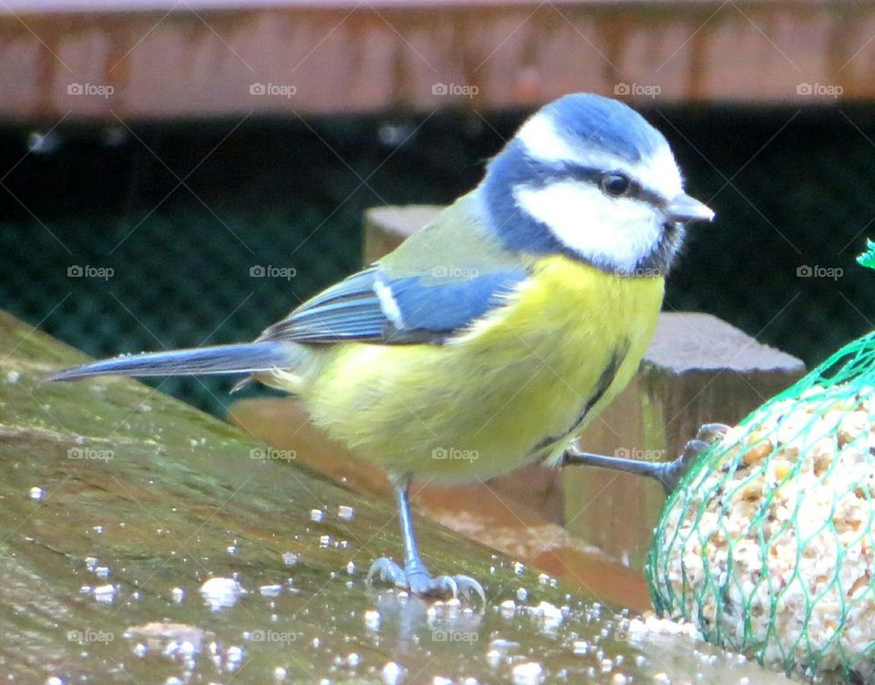 blue tit