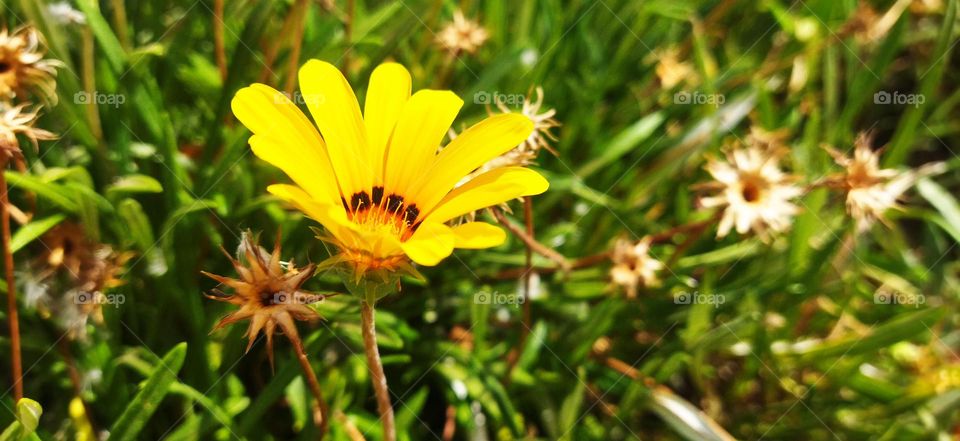 beautiful yellow flower