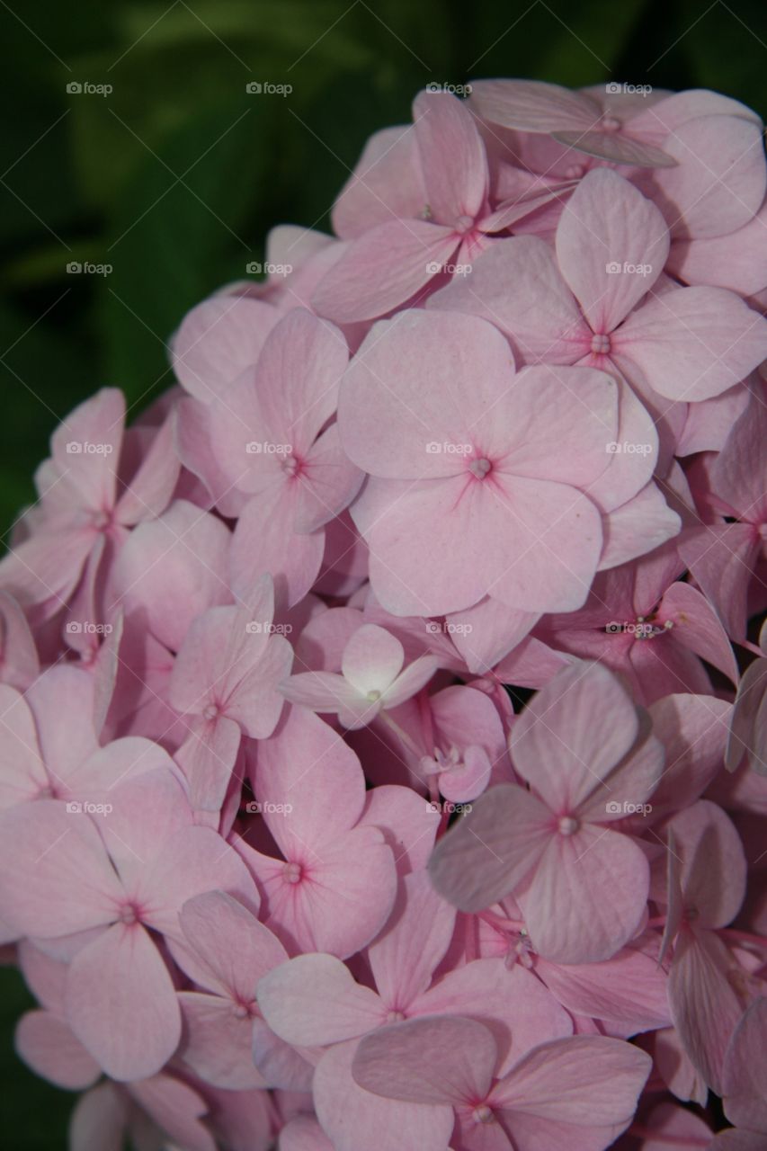 Flowers in Detail 