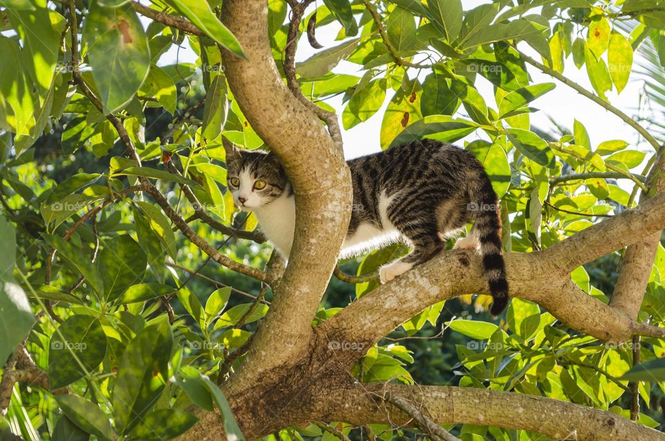 Cat In Avocado Tree