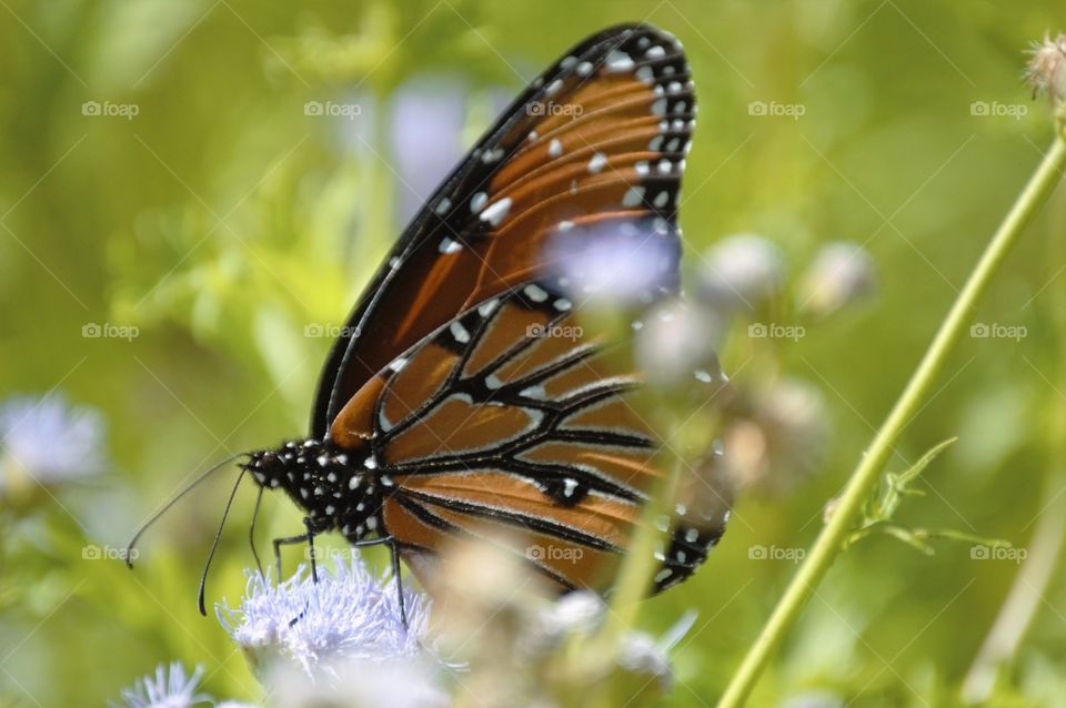 Monarch butterfly 