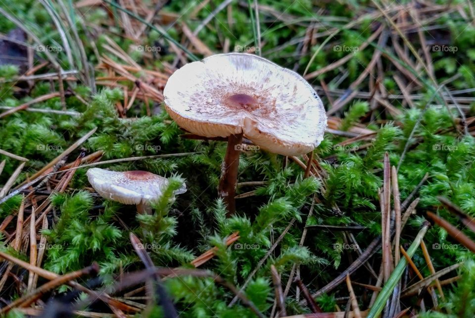 Mushrooms🍄🍄 Forest 🍄🍄 Outdoor 🍄🍄