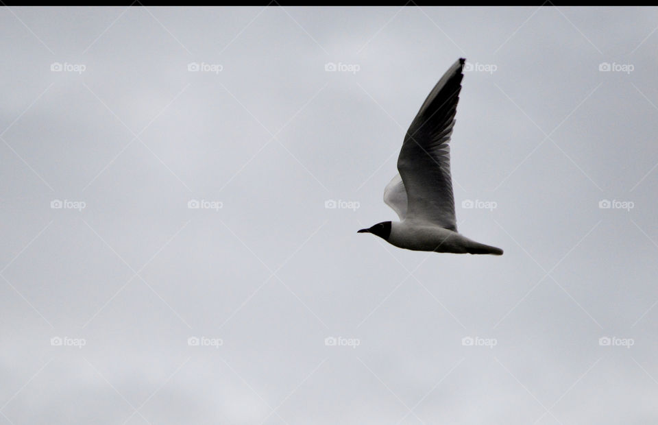 flight of seagulls over the river