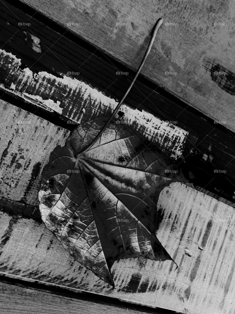 Leaf in B&W 