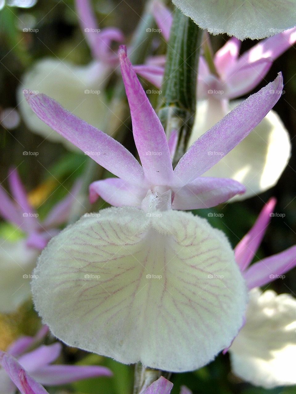 Orchid3