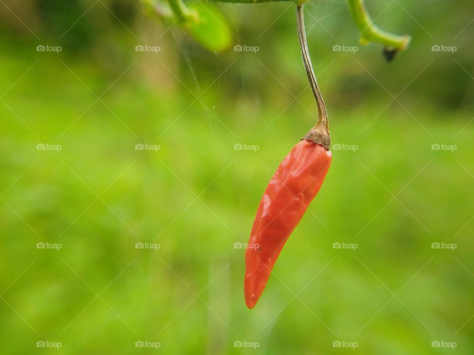 Closeup of red cayenne pepper.