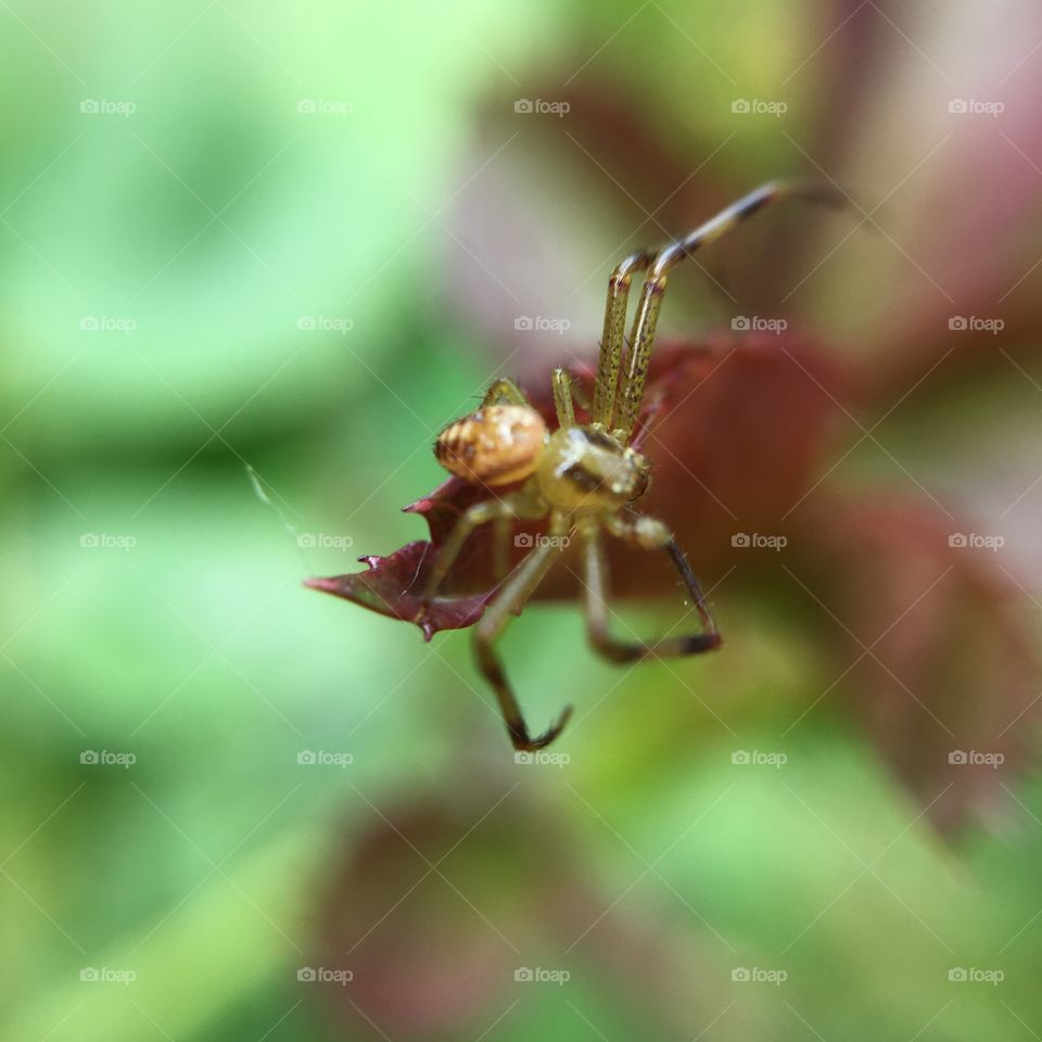 Angry spider