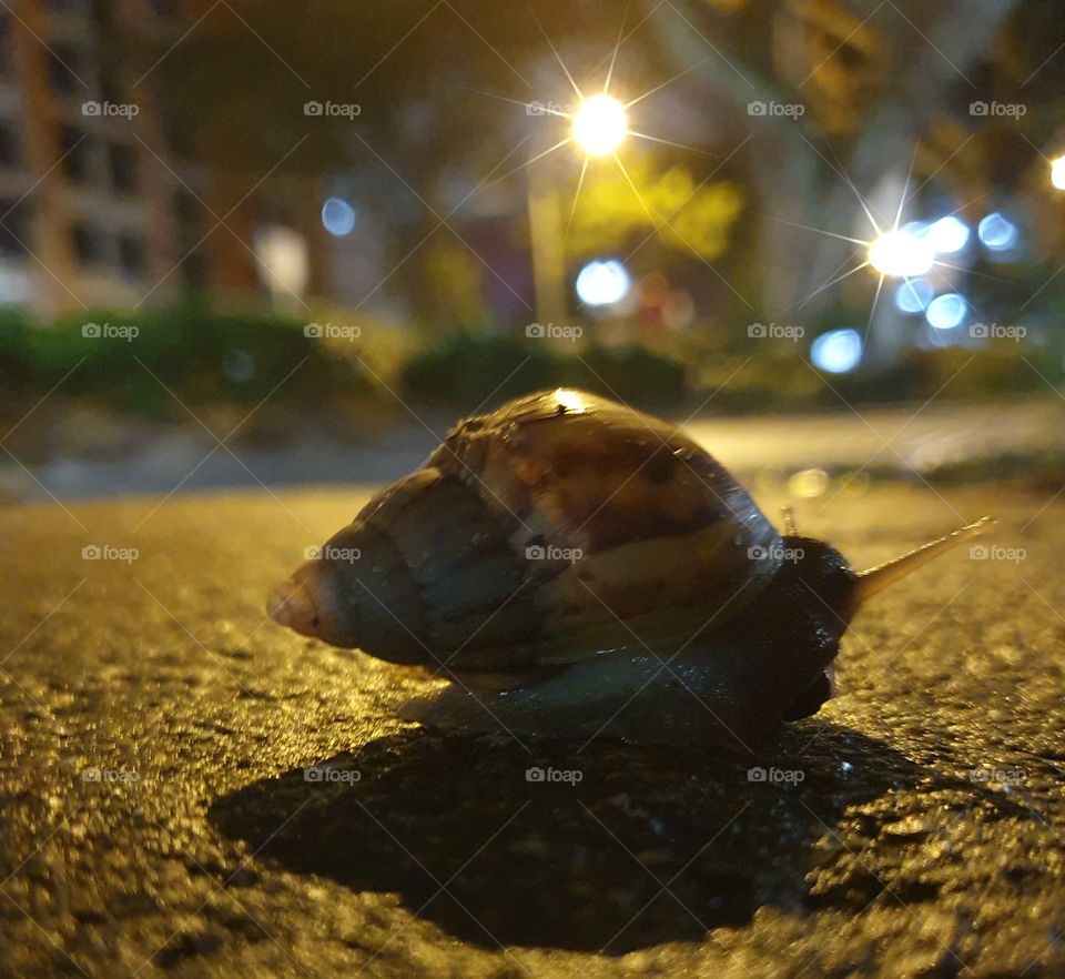 snail on walkway wet area