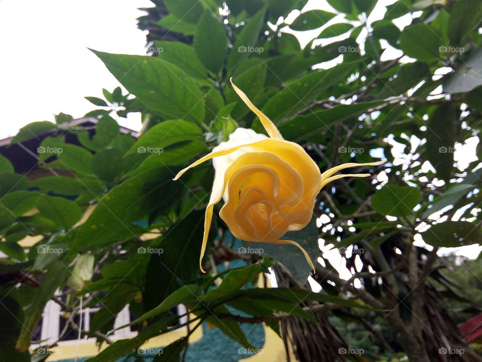 Leaf, Nature, Flora, Garden, Summer