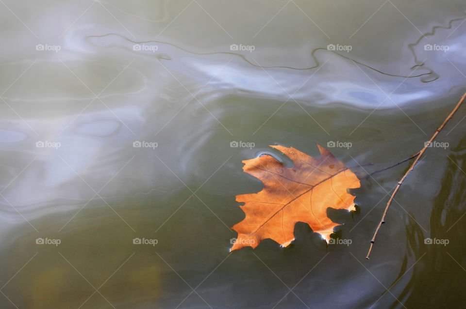 Autumn leaf on the water surface