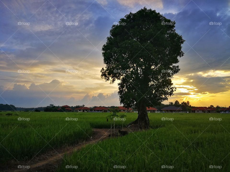 Magical sunset with tree.