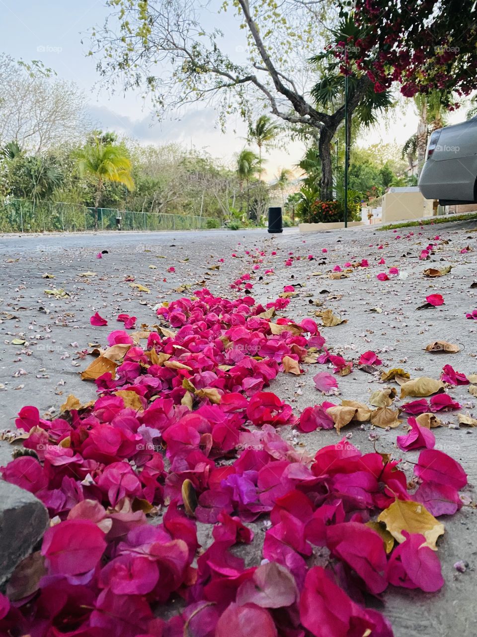 Pink flowers during spring time 
