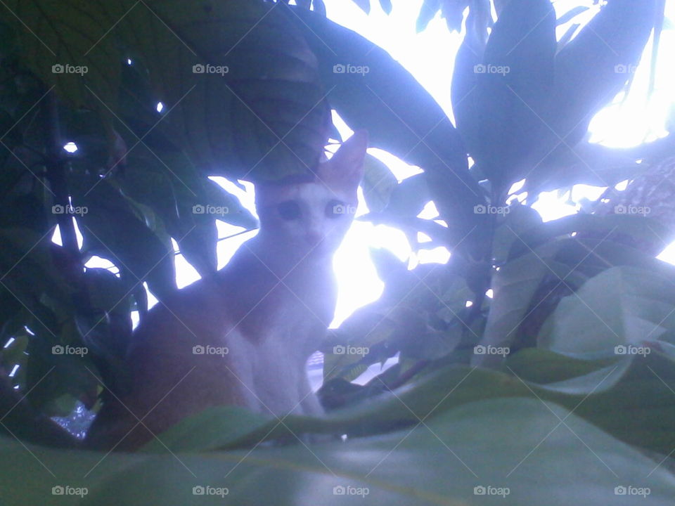 Cat 
Bismillaah, Shoghirun duduk di pohon pada sore hari