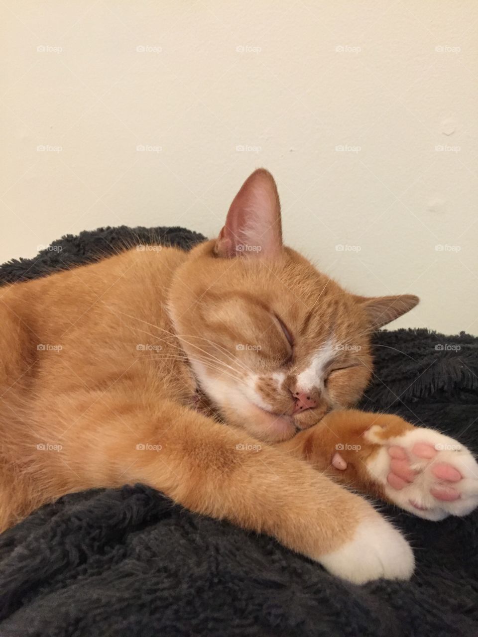 Cat, Cute, Portrait, Mammal, Pet