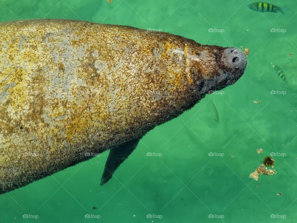 Manatee In The Gulf Of Mexico