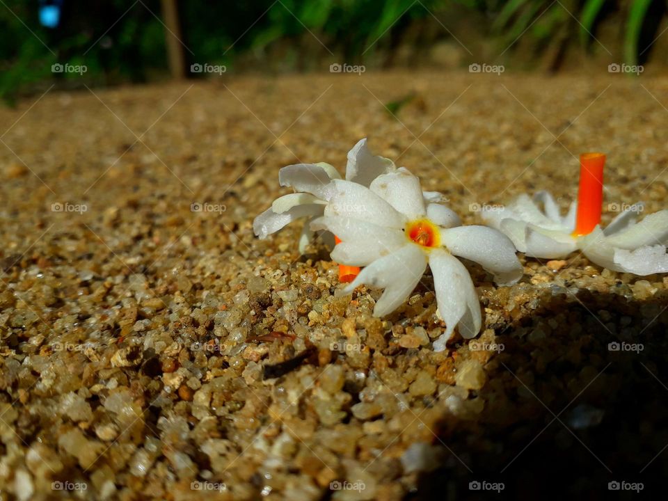 naturelove, beautiful flowers, beautiful picture