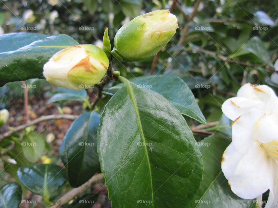 Nature, Leaf, No Person, Flora, Flower