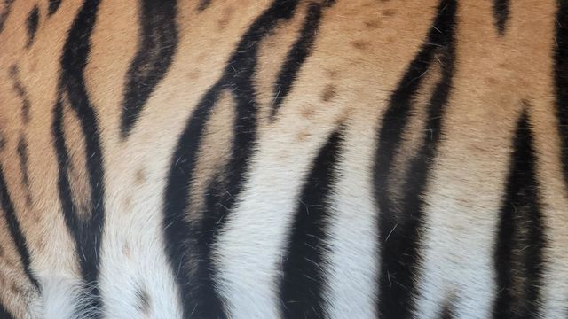 Close-up of a tiger's stripes.