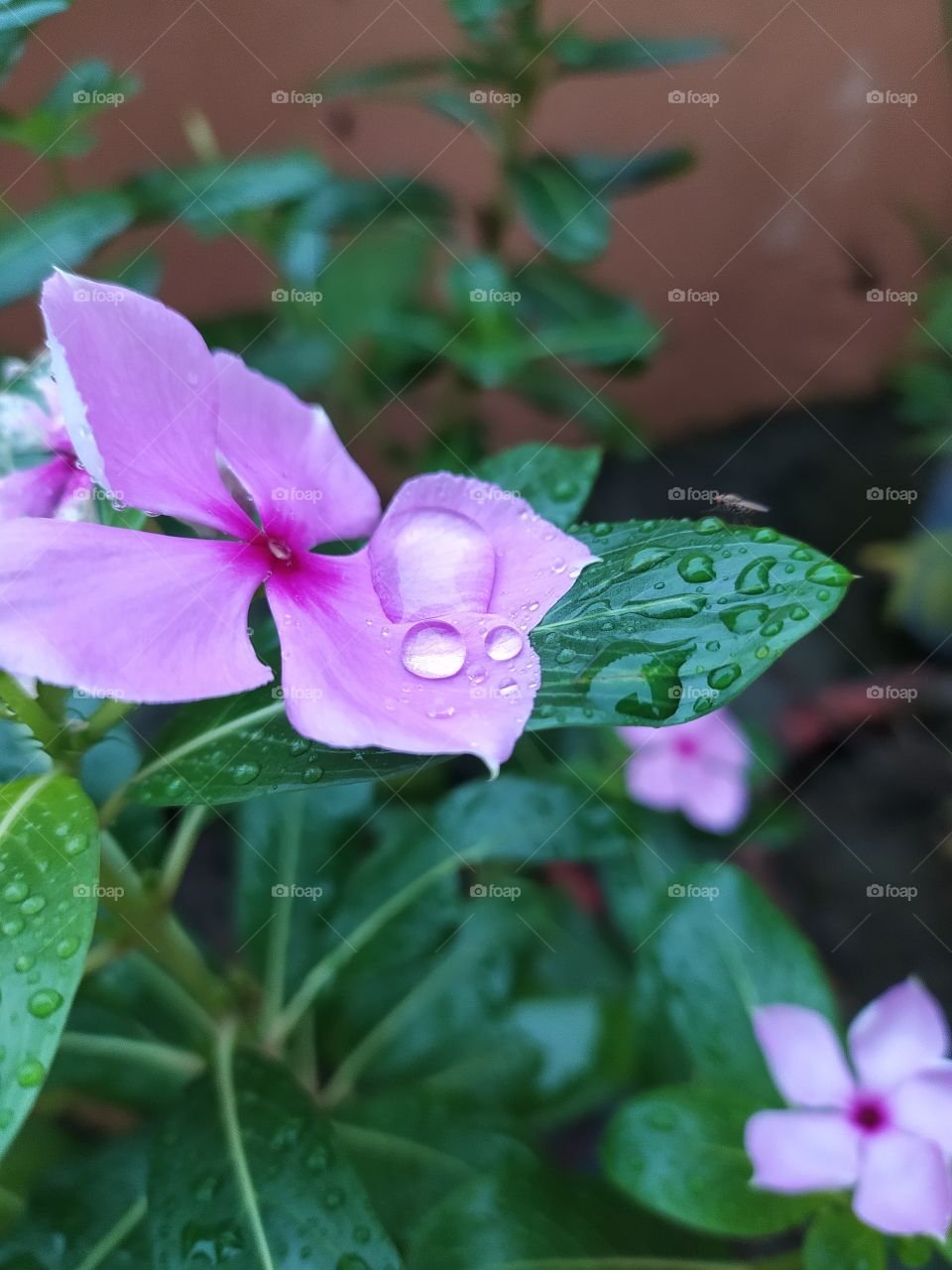 Fresh raindrops resting on the petals and leaves this morning