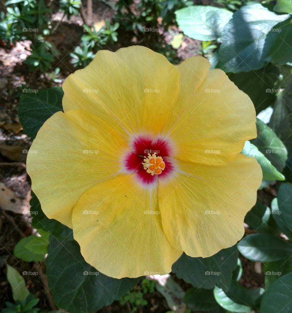 yellow hibiscus