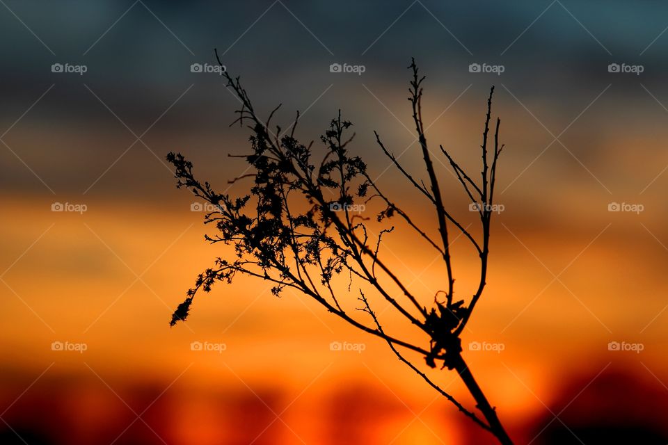 Golden Rod with a golden sunset behind. 