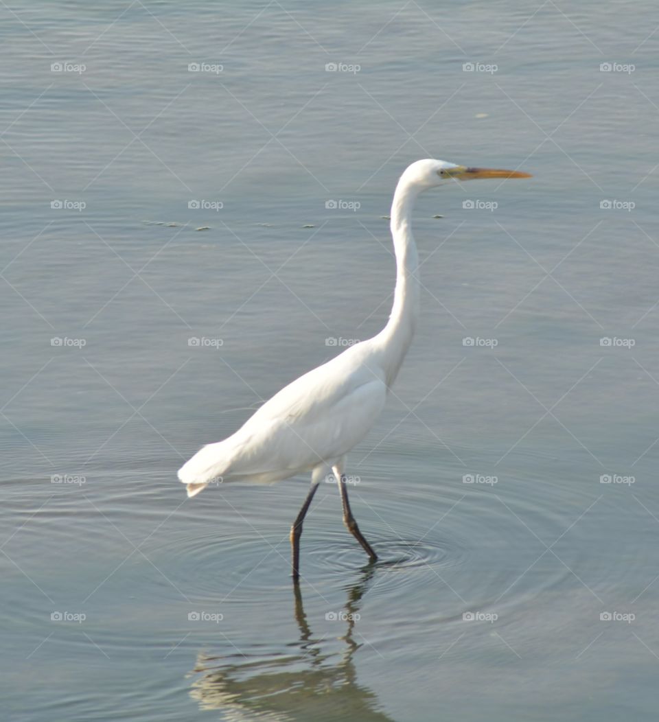 Bird at Bahrain. Gracefully striding in the water. 