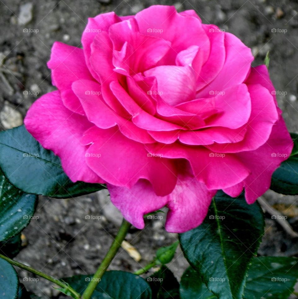 A Rose in Paris