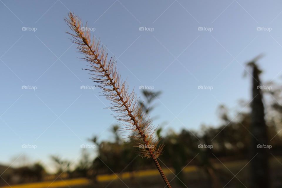 Semente dourada sobre o céu da tarde