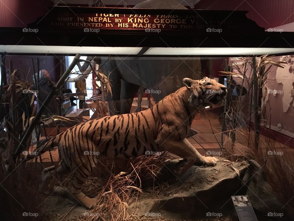 Tiger shot in 1915 preserved by Exeter’s  Royal Albert Memorial, Museum, Exeter, Devon, UK