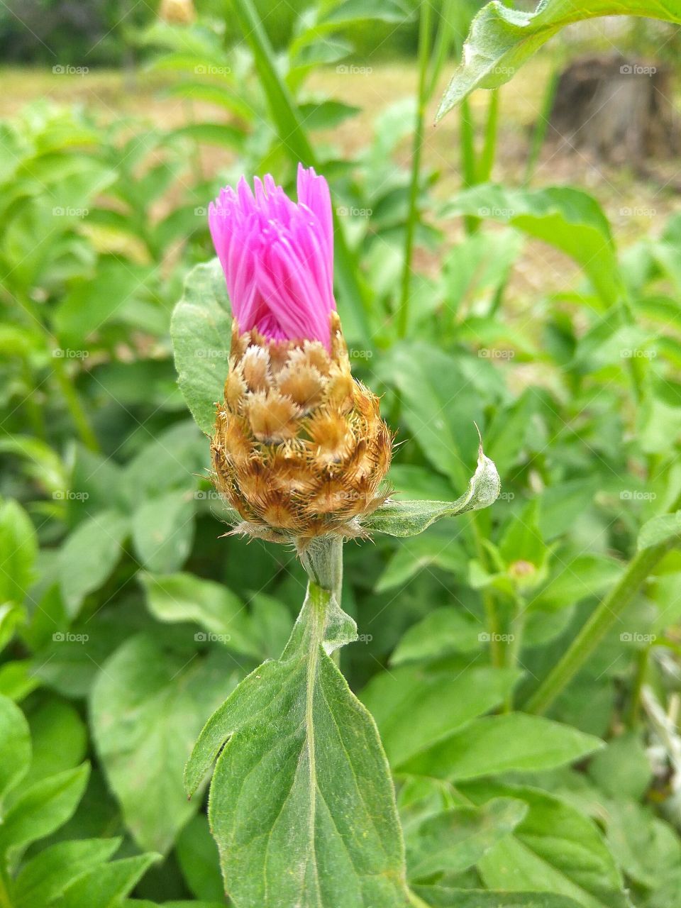 Flower