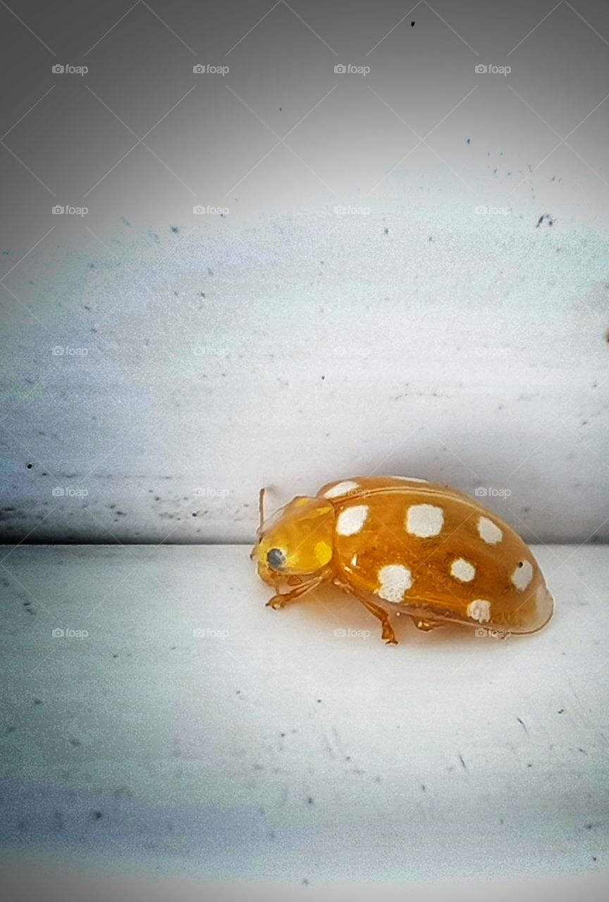 Ladybug