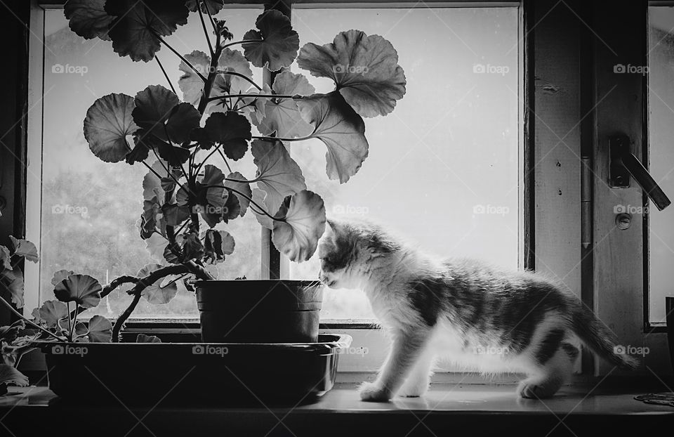 A kitten smells a flower
