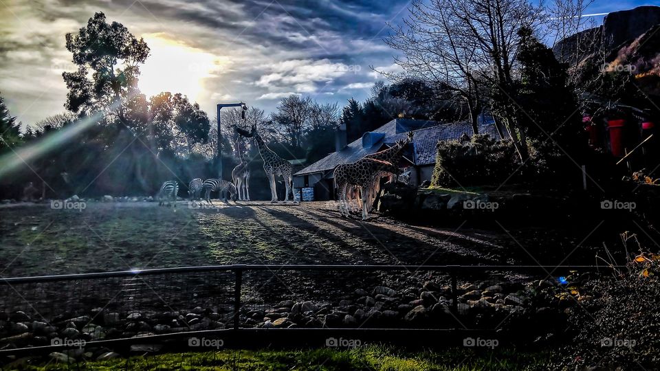 Feeding time on the backlit Belfast Zoo on noon time