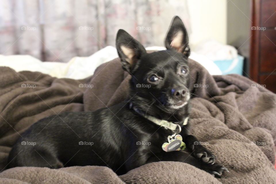 Doggie puppy love Chihuahua relaxing