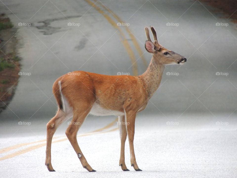 red mountain road deer by thordestroyer
