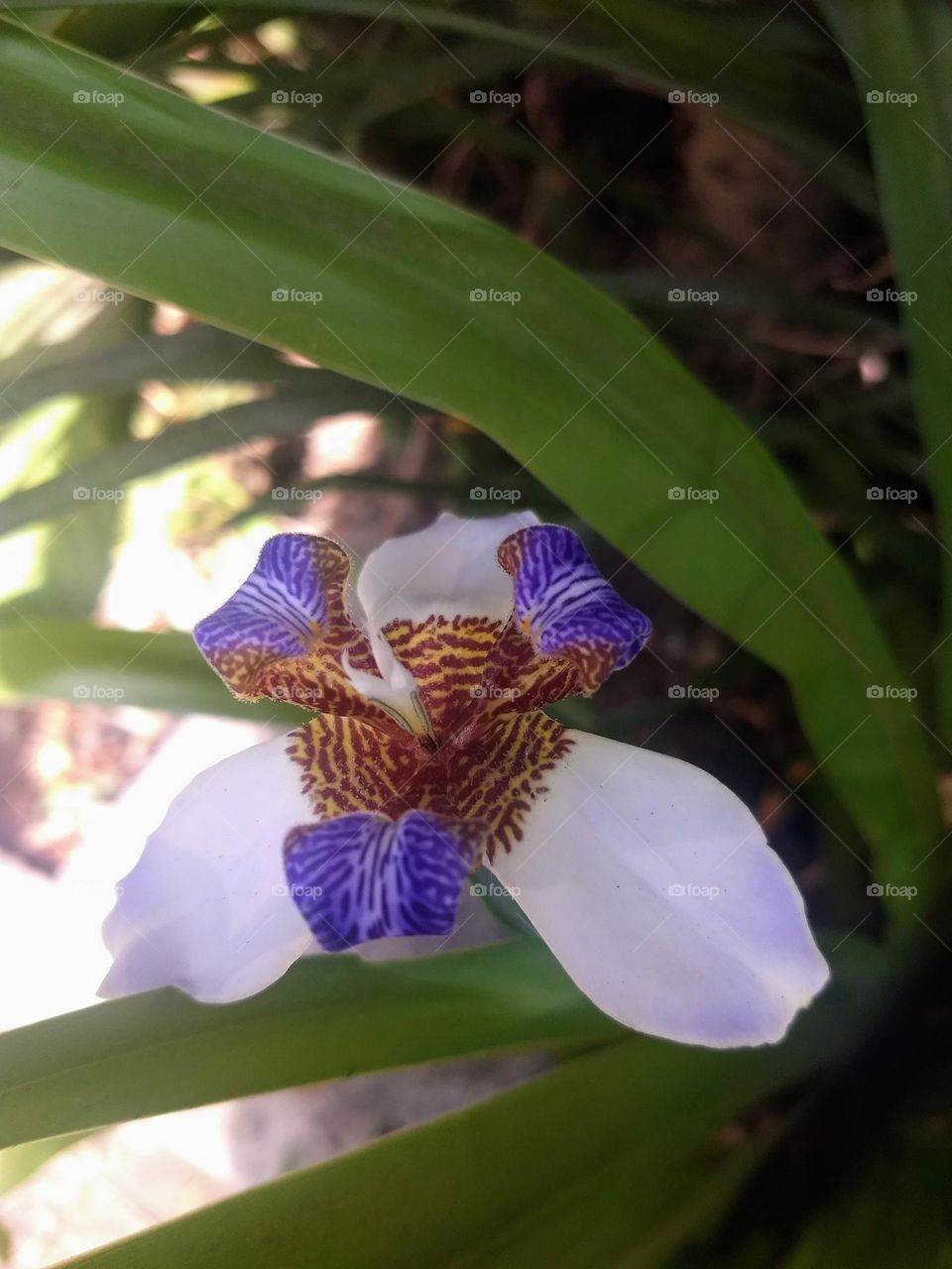 white iris and leaves