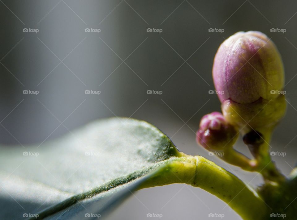 Lemon tree buds in the spring