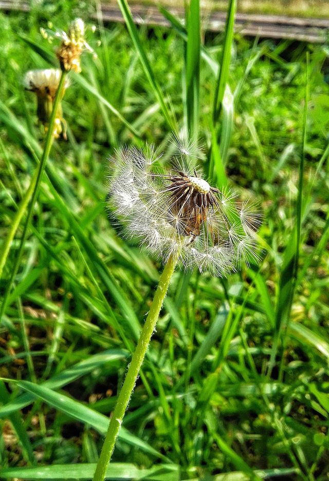 make a wish