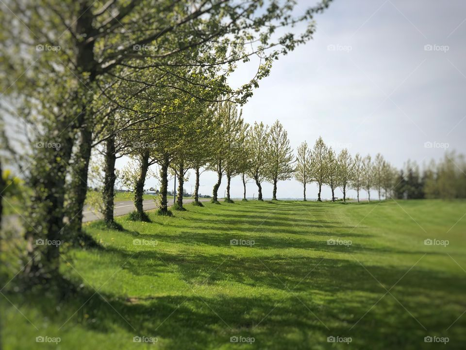 Standing like sentinels of tranquility the trees are a reminder of truth. Green, so much green the true color of wealth and happiness!